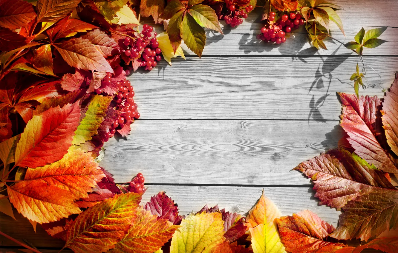 Photo wallpaper autumn, leaves, twigs of viburnum