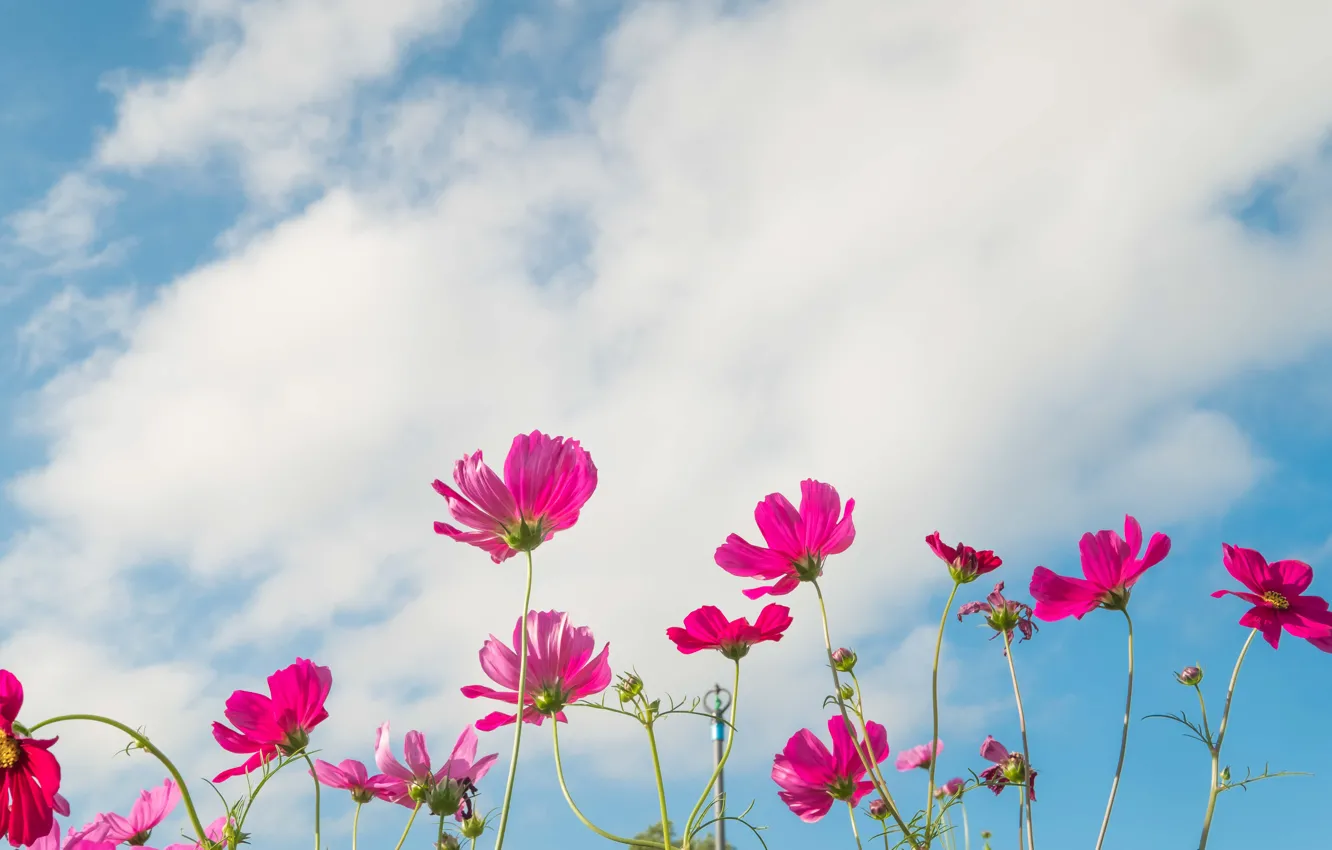 Photo wallpaper field, summer, the sky, the sun, flowers, colorful, meadow, summer