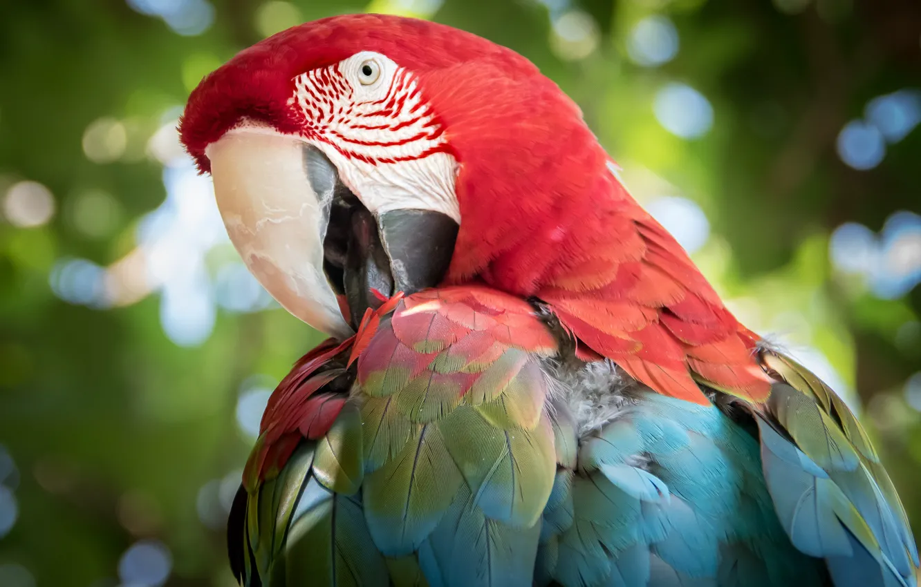 Photo wallpaper bird, color, feathers, parrot, funny, Green-winged macaw