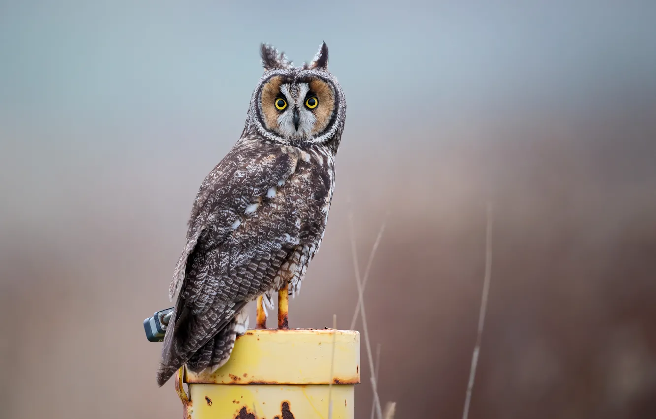 Photo wallpaper look, background, owl, nature, ears, bird, posts