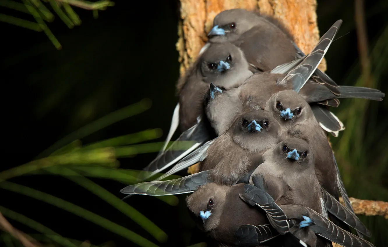 Photo wallpaper nature, background, bird