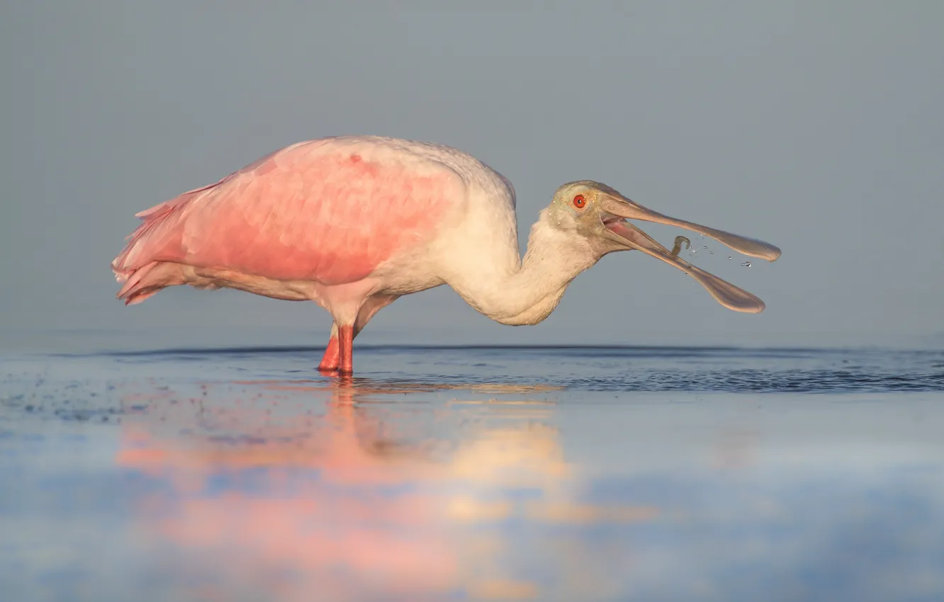 Photo wallpaper nature, wildlife, Roseate Spoonbill, Spoonbill