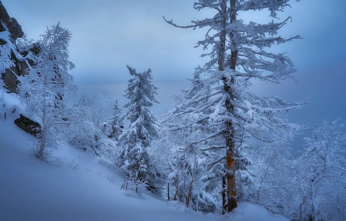 Photo wallpaper winter, snow, trees, Russia, Sergey Mezhin