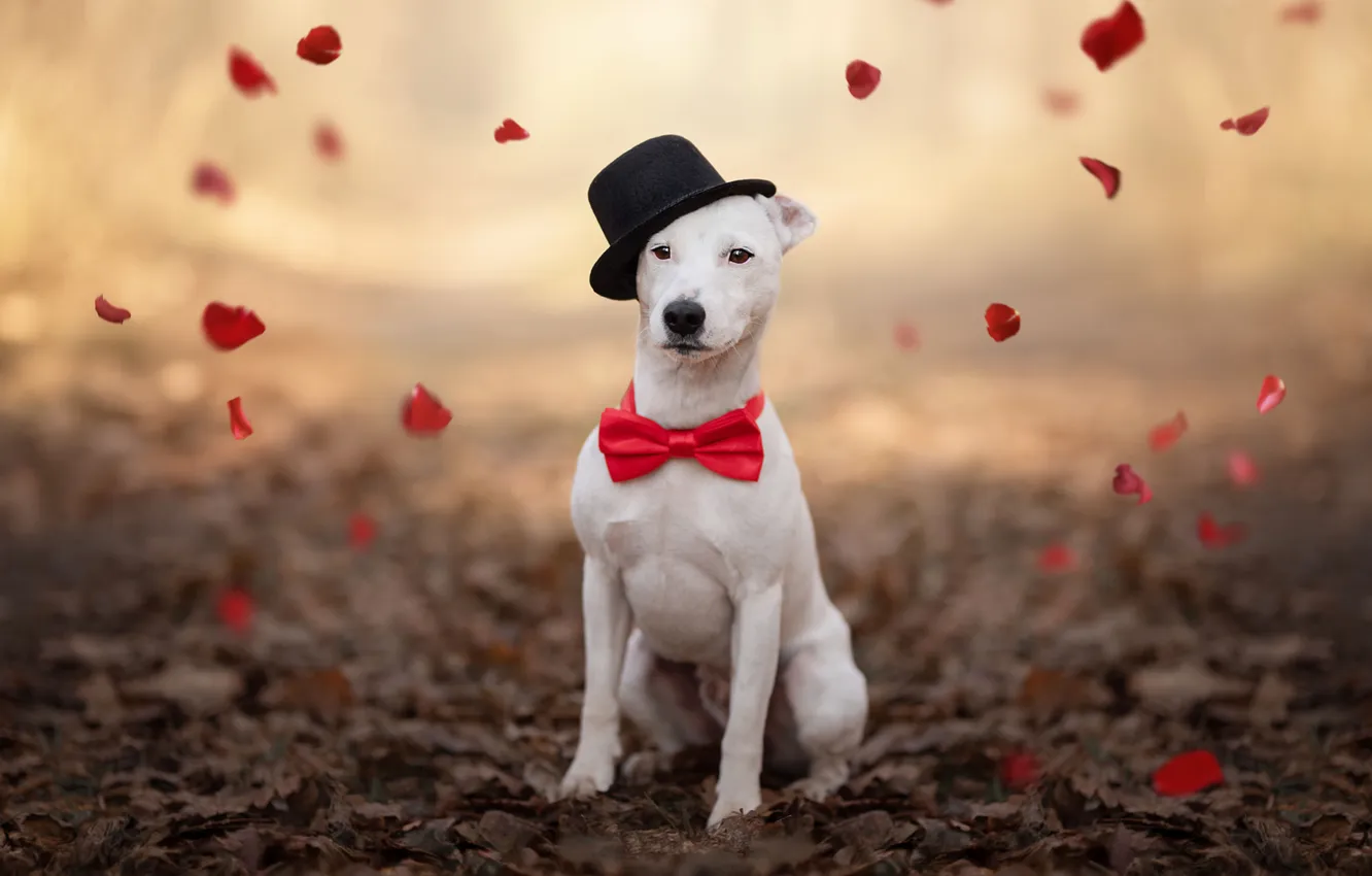 Photo wallpaper look, nature, pose, portrait, dog, face