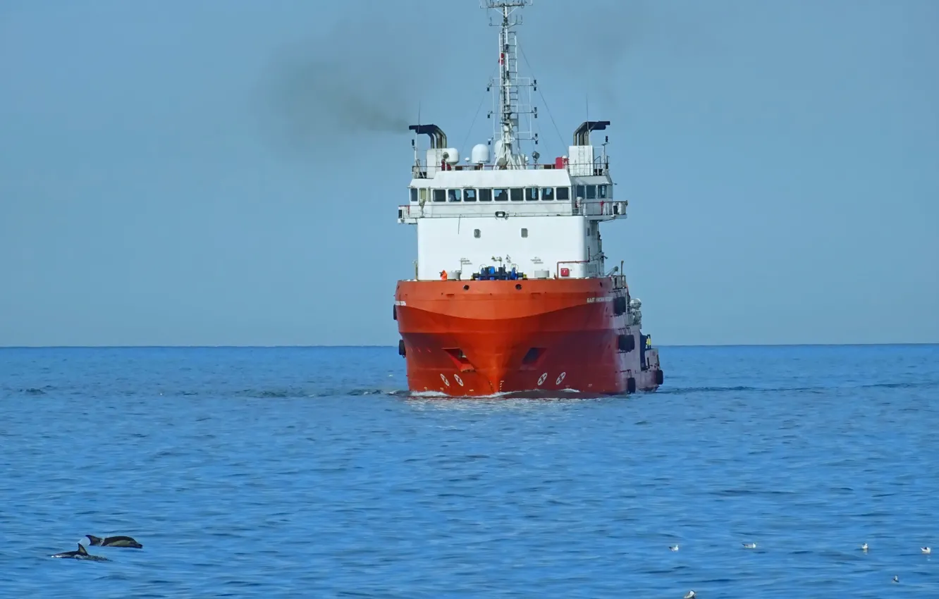 Photo wallpaper dolphins, lifeguard, The black sea