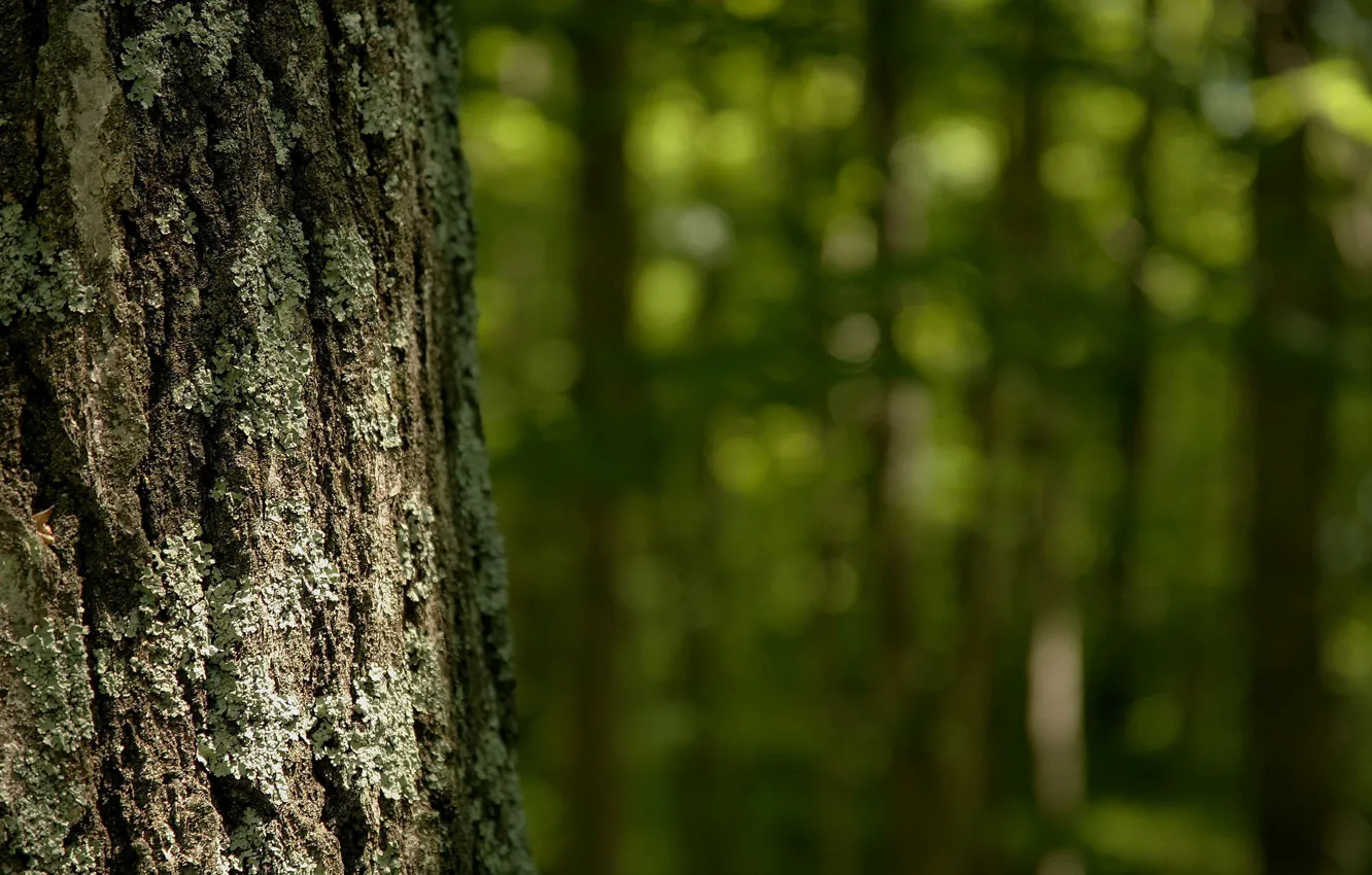 Photo wallpaper moss, trunk, bark, raytest