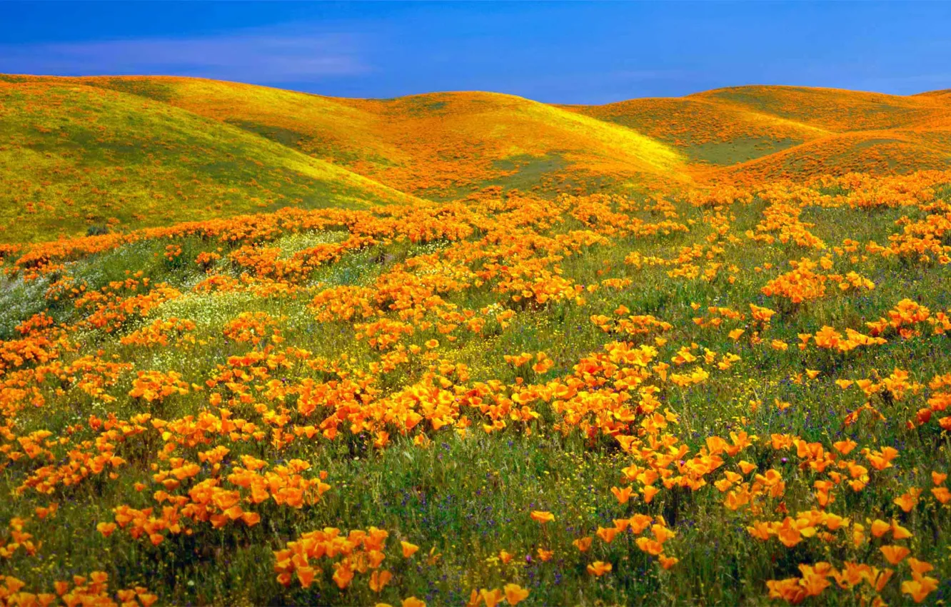 Photo wallpaper flowers, Maki, USA, reserve, Antelope Valley California Poppy Reserve