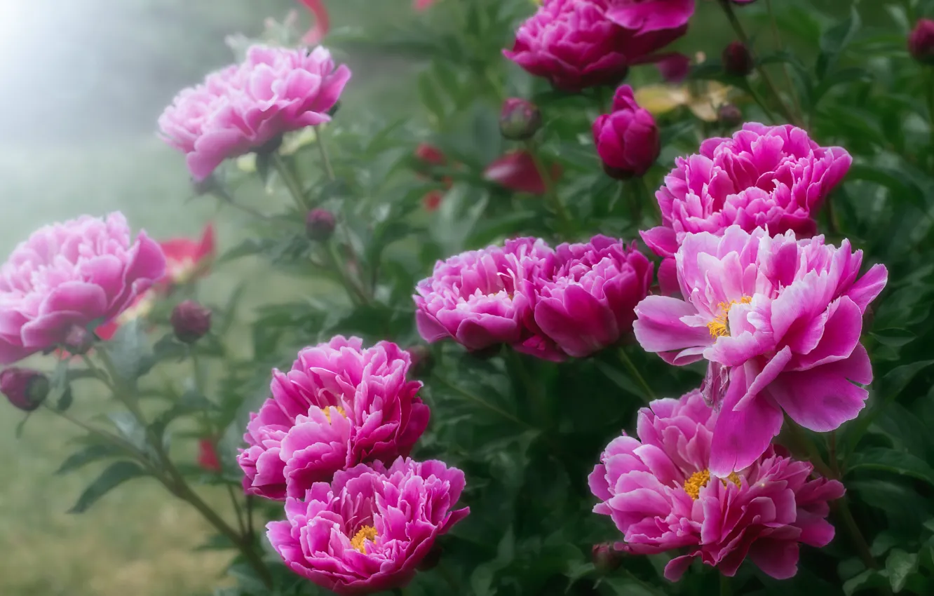 Photo wallpaper leaves, flowers, spring, haze, pink, buds, the bushes, peonies