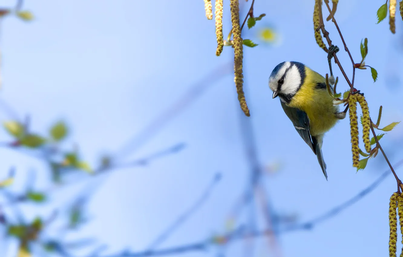 Photo wallpaper bird, spring, birch, earrings, tit