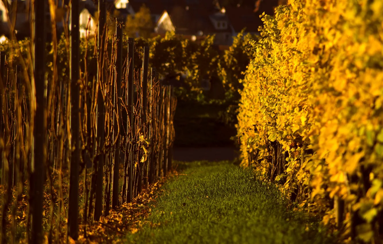 Photo wallpaper wine, flowers, two worlds, vineyard, field of gold