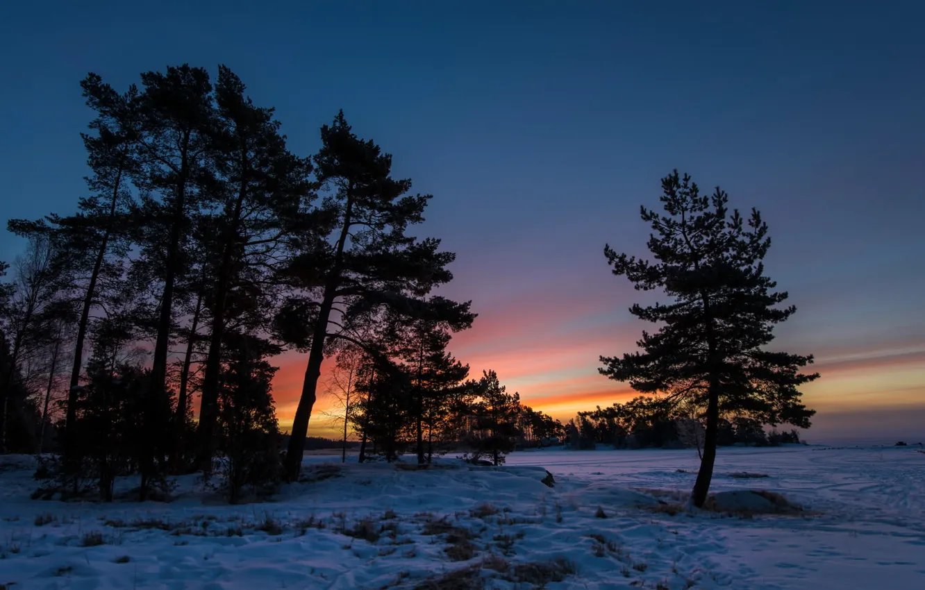 Photo wallpaper winter, trees, landscape, sunset