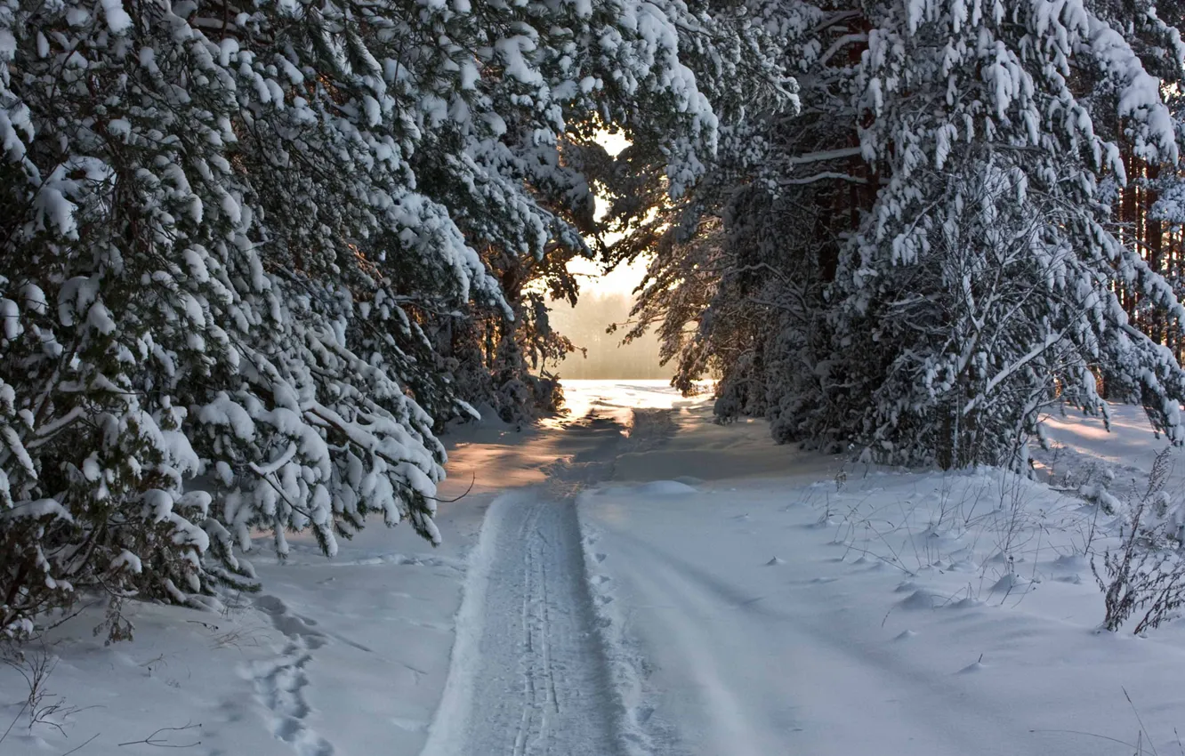 Photo wallpaper winter, forest, snow, trail, needles
