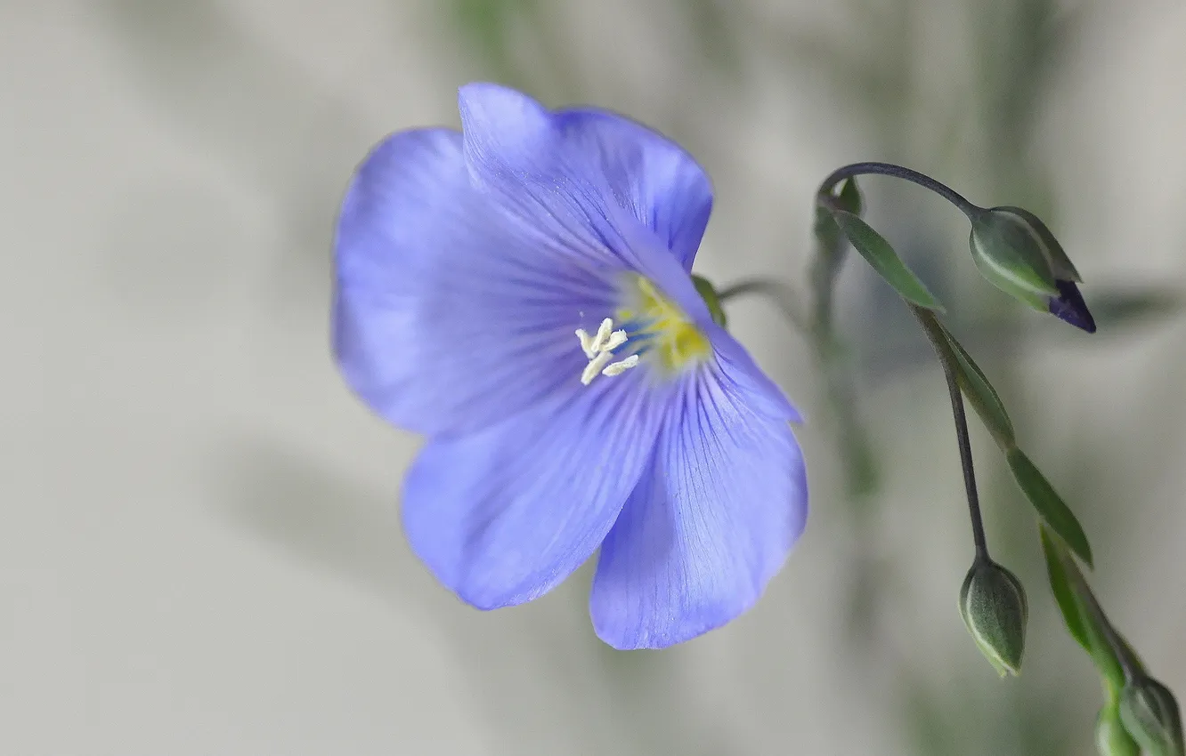 Photo wallpaper flower, background, blue, len, buds
