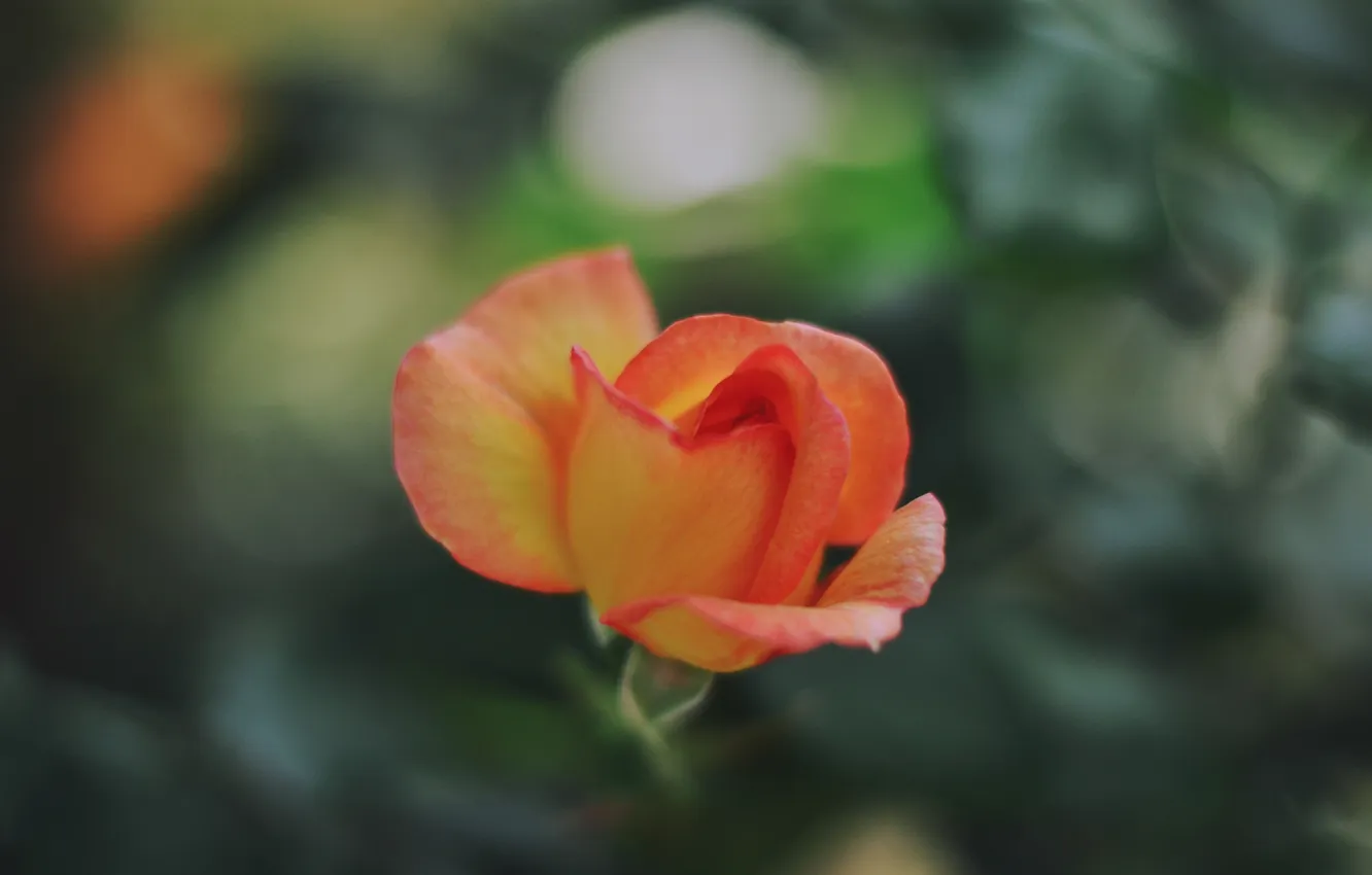Photo wallpaper flower, rose, petals, orange