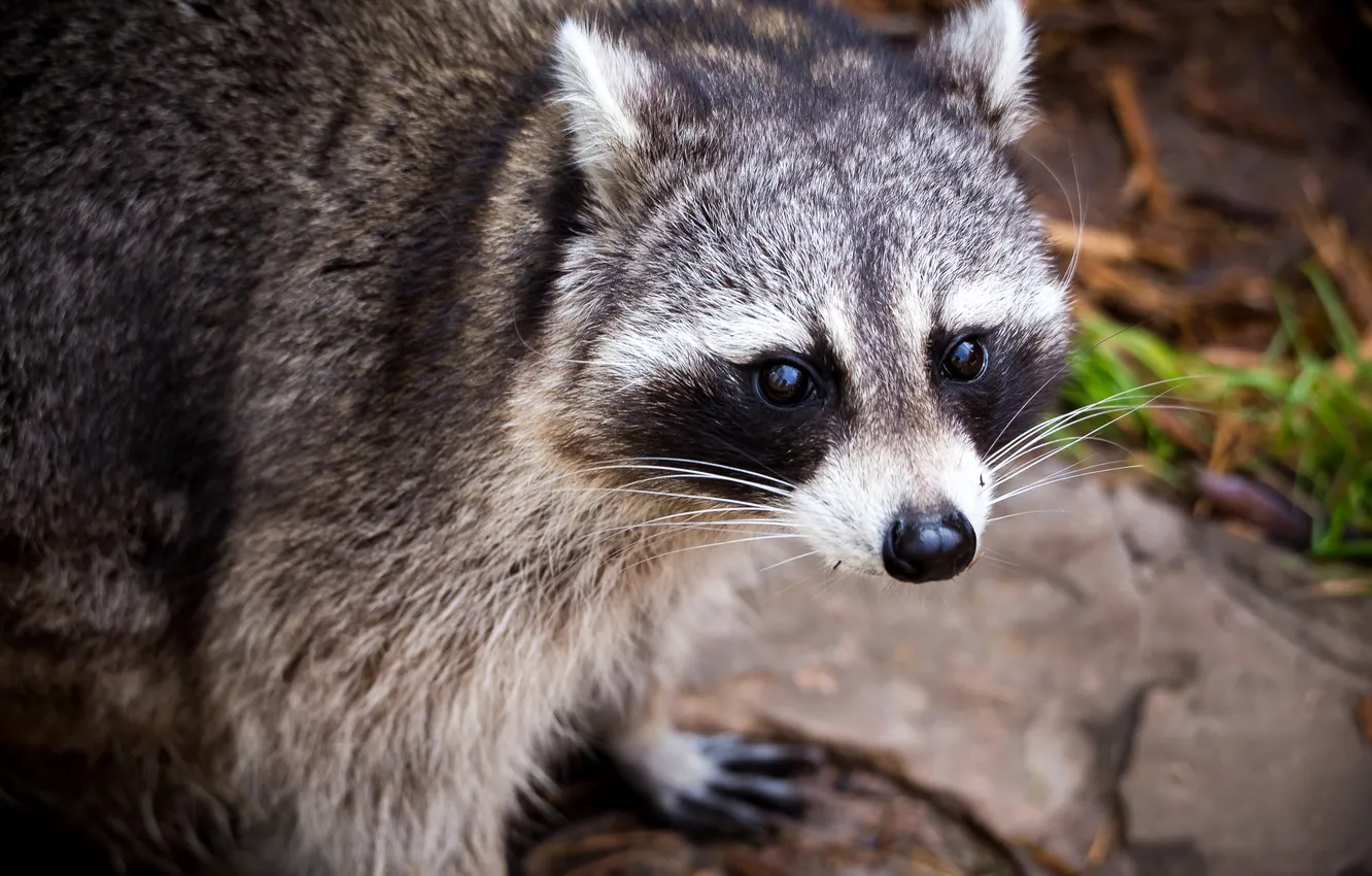 Photo wallpaper look, face, raccoon