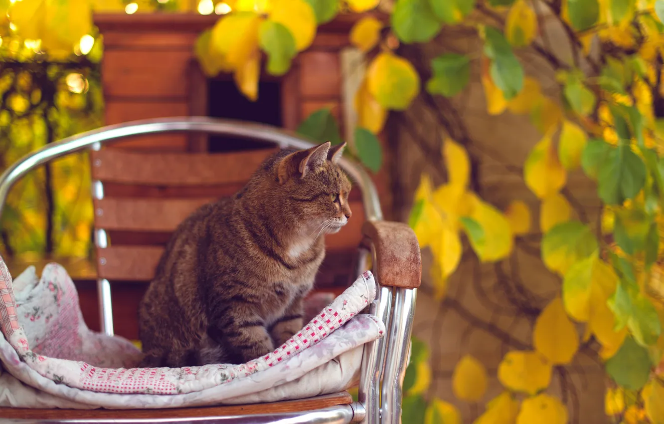 Photo wallpaper autumn, cat, cat, leaves, yellow, chair