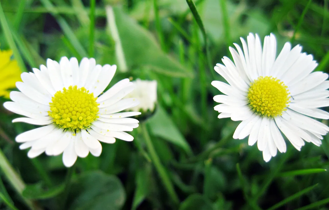 Photo wallpaper grass, macro, flowers, yellow, nature, green, plant, chamomile
