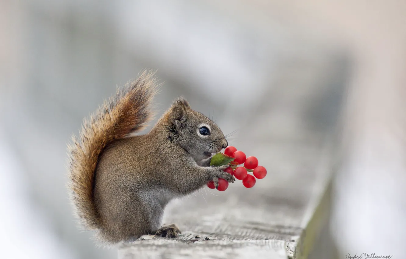 Photo wallpaper macro, nature, animal, protein, Agora