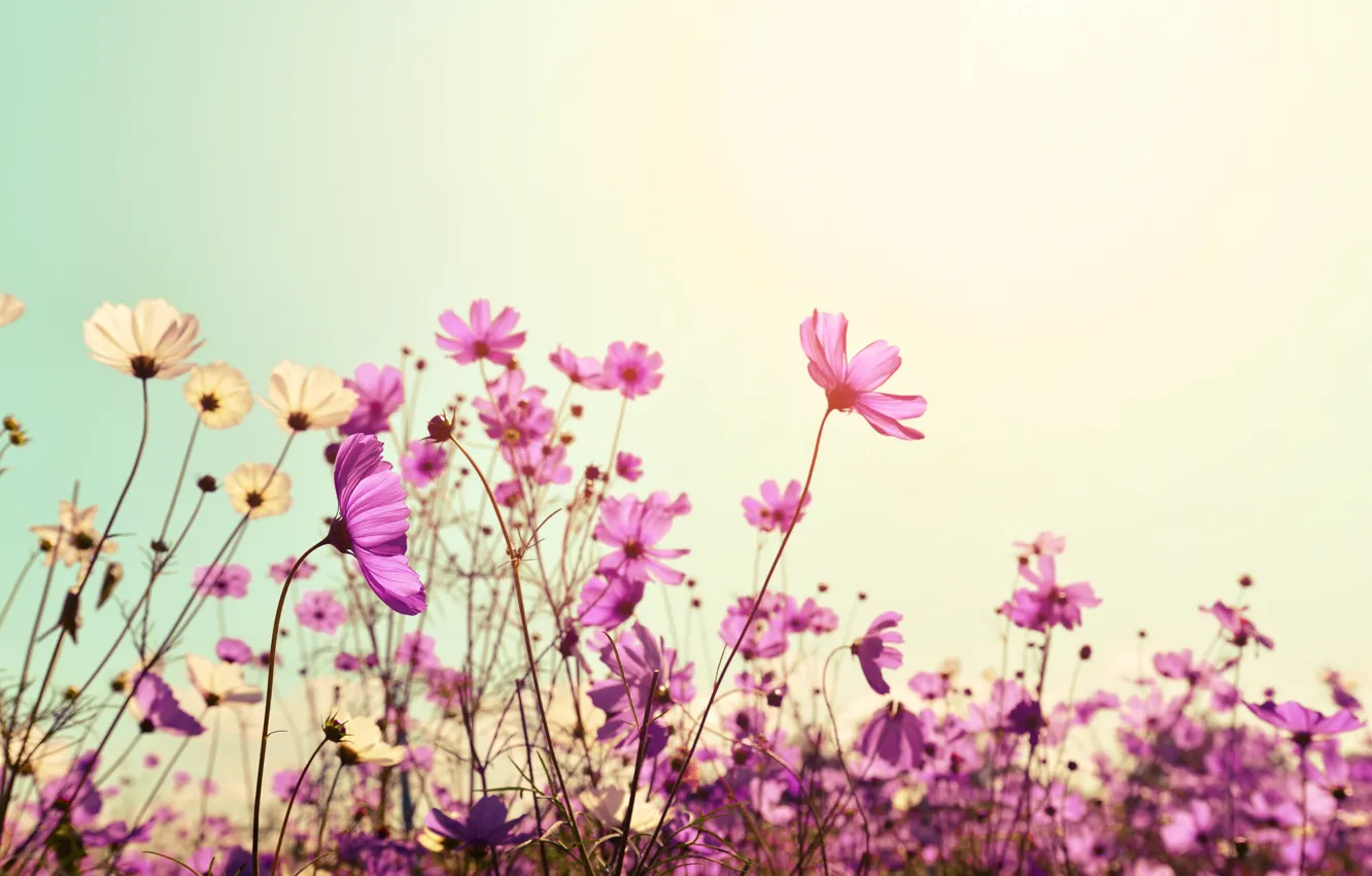 Photo wallpaper field, summer, the sun, flowers, summer, pink, field, pink