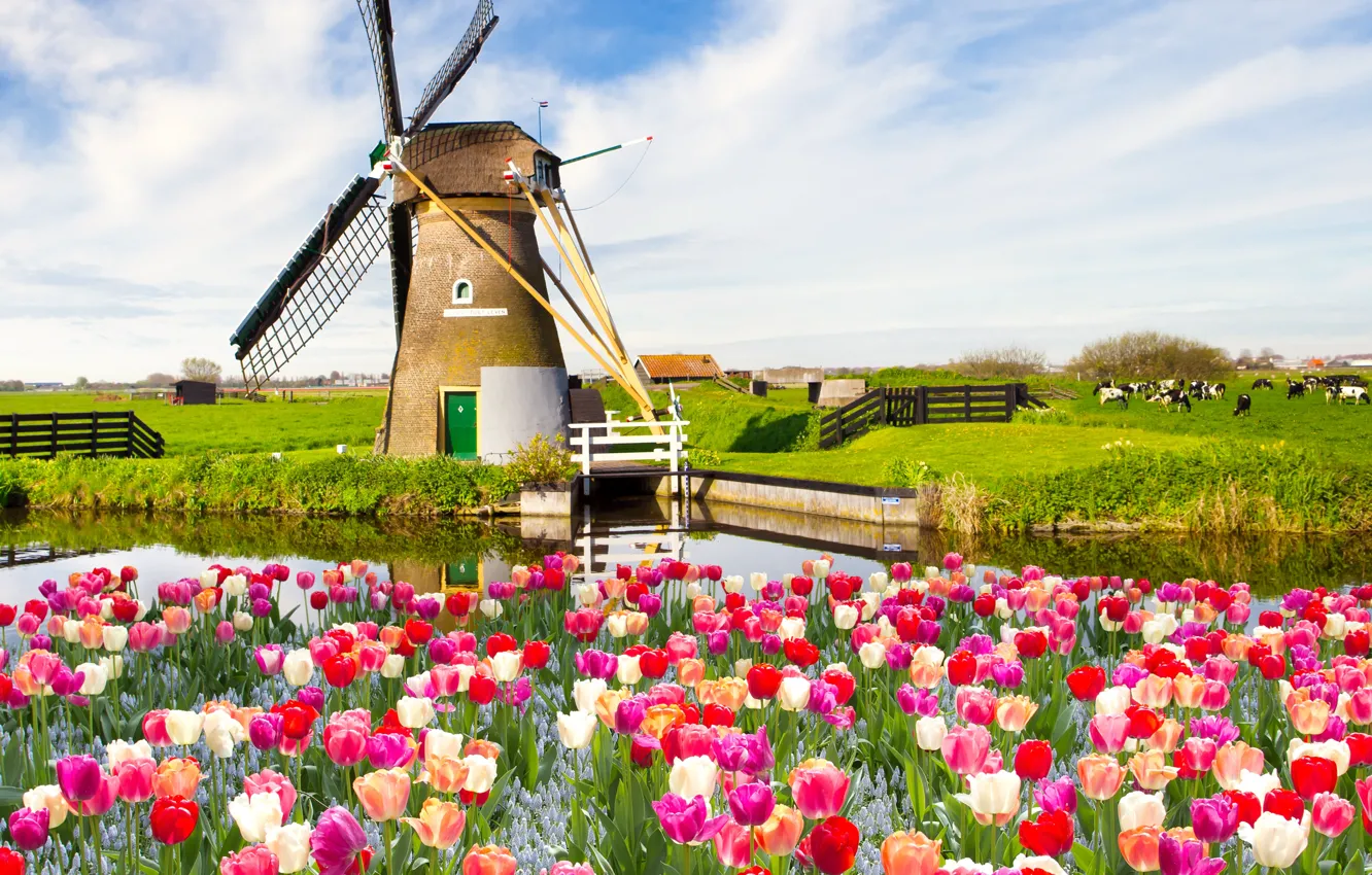 Photo wallpaper field, the sky, clouds, landscape, flowers, nature, spring, tulips