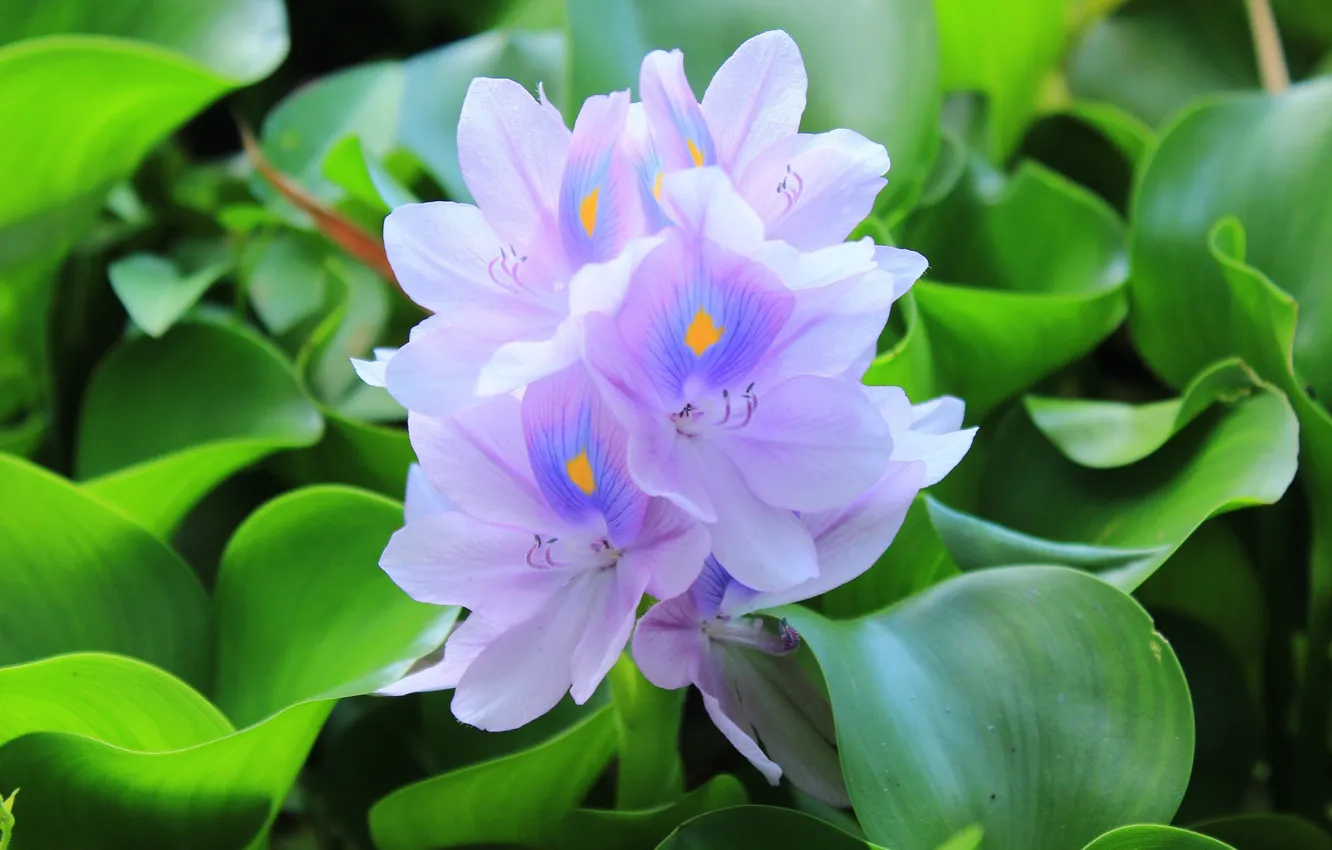 Photo wallpaper flowers, water hyacinth, Eyhorniya