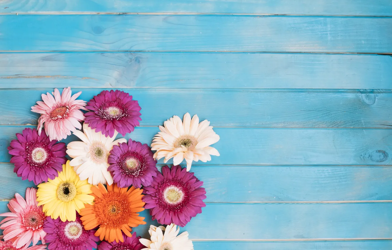 Photo wallpaper flowers, yellow, background, colorful, pink, gerbera, chrysanthemum, yellow