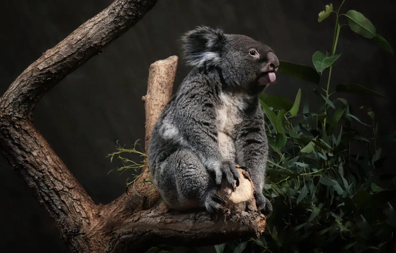 Photo wallpaper language, look, leaves, trees, pose, the dark background, bitches, Koala