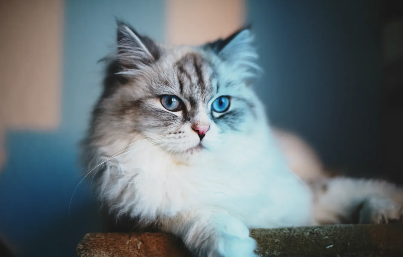 Photo wallpaper look, Cat, blue eyes, cat, blue eyes