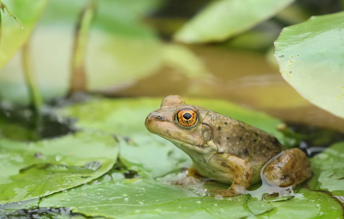 Photo wallpaper leaves, frog, pond