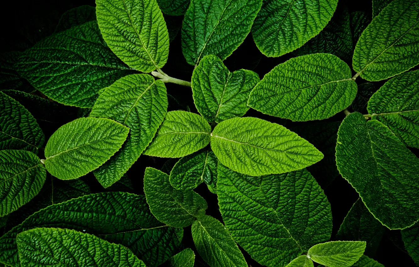 Photo wallpaper leaves, macro, plant