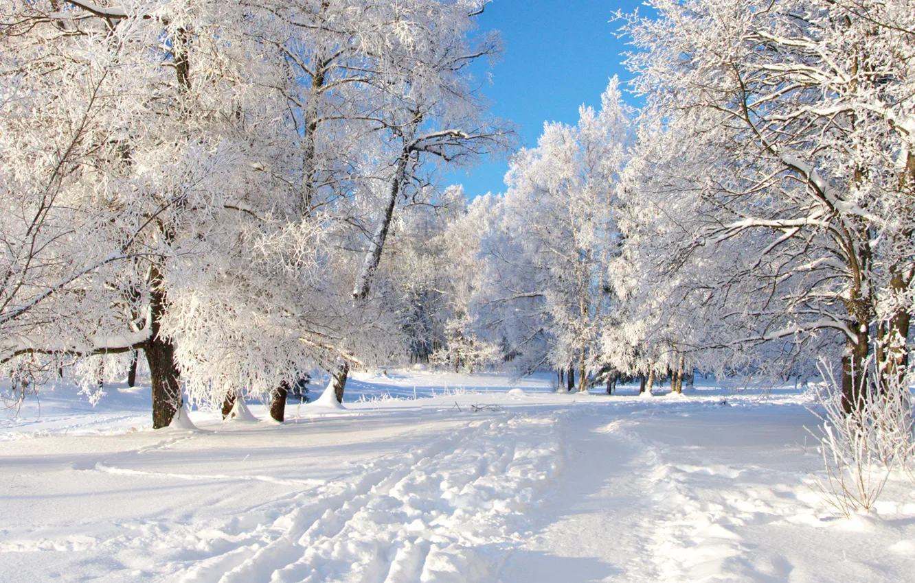 Photo wallpaper winter, the sky, snow, trees