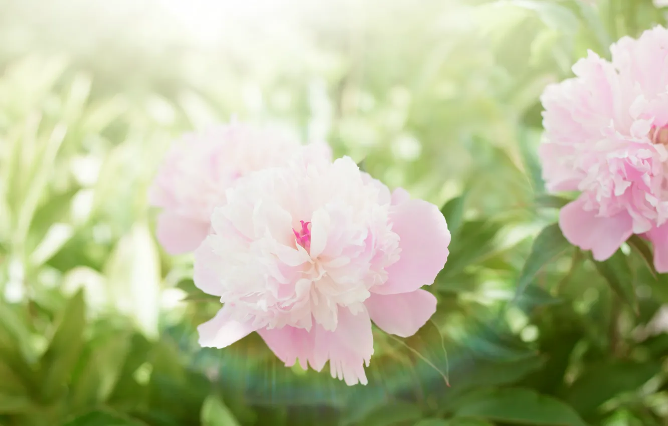 Photo wallpaper flowers, spring, pink, flowering, peonies