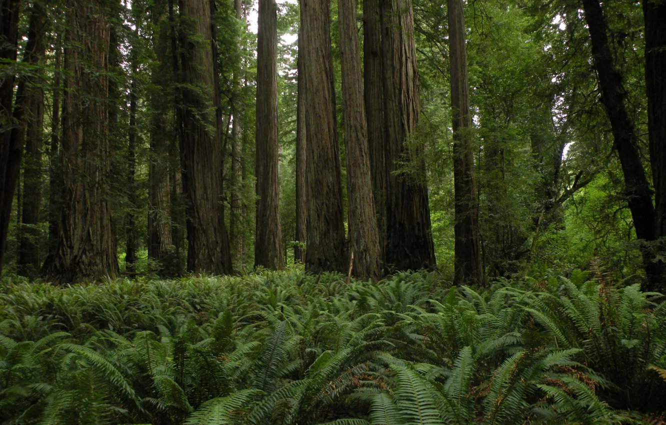 Photo wallpaper forest, trees, nature, fern