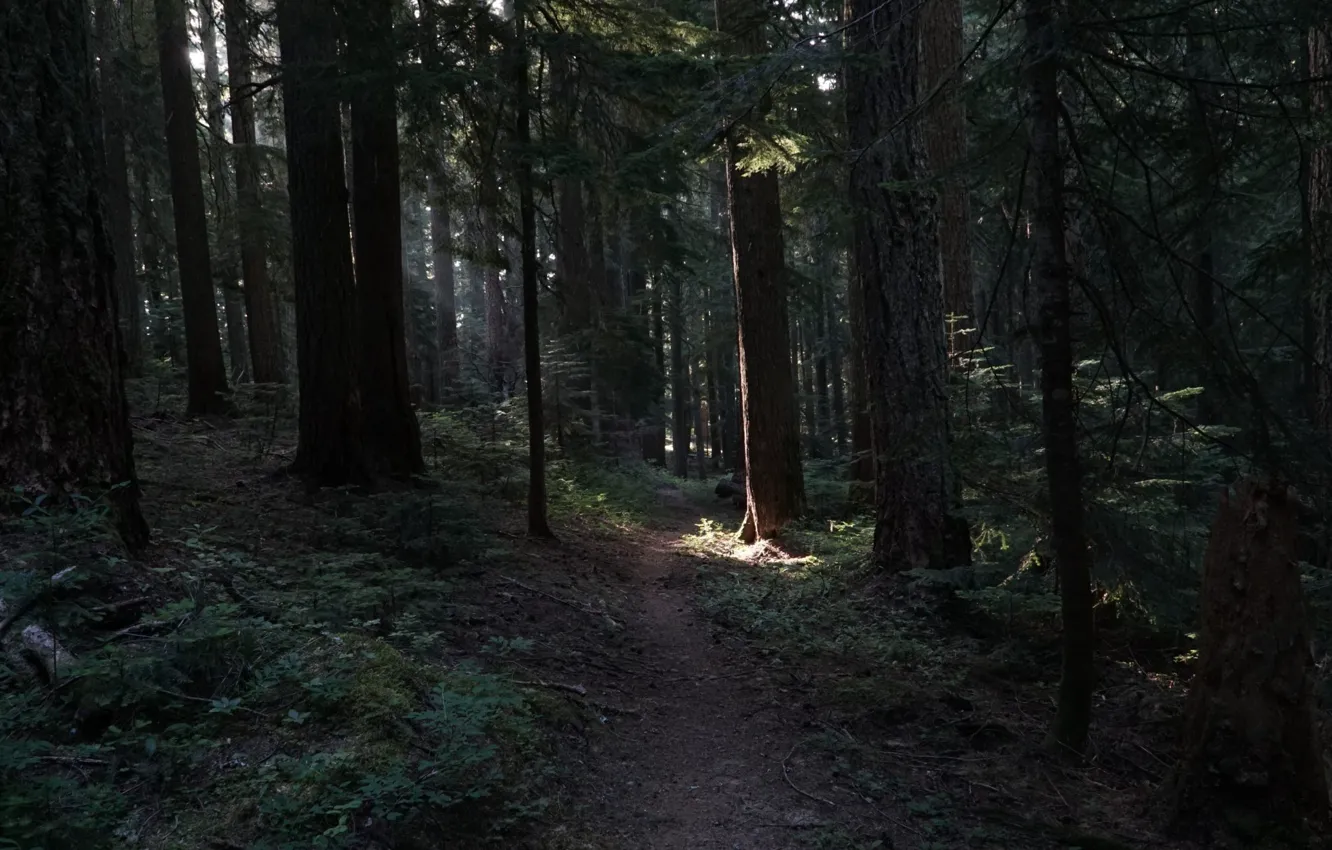 Photo wallpaper forest, trees, nature, path