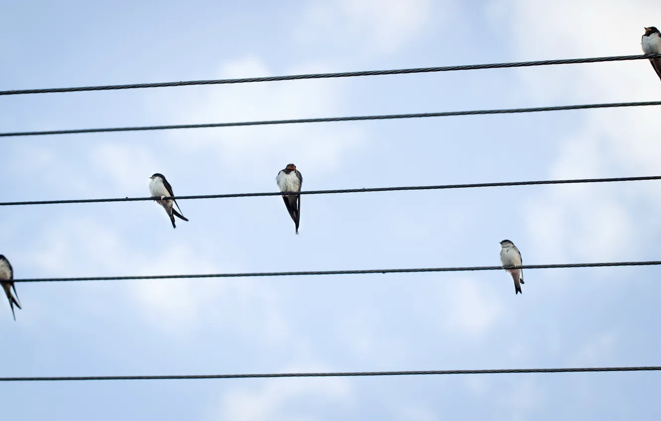 Photo wallpaper the sky, birds, wire