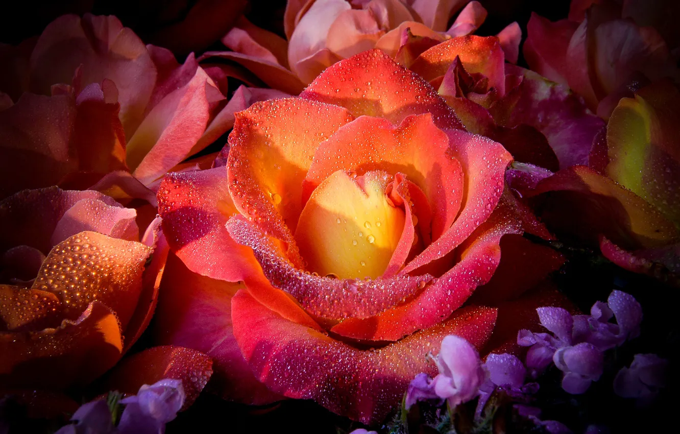 Photo wallpaper drops, macro, light, flowers, orange, red, Rosa, roses