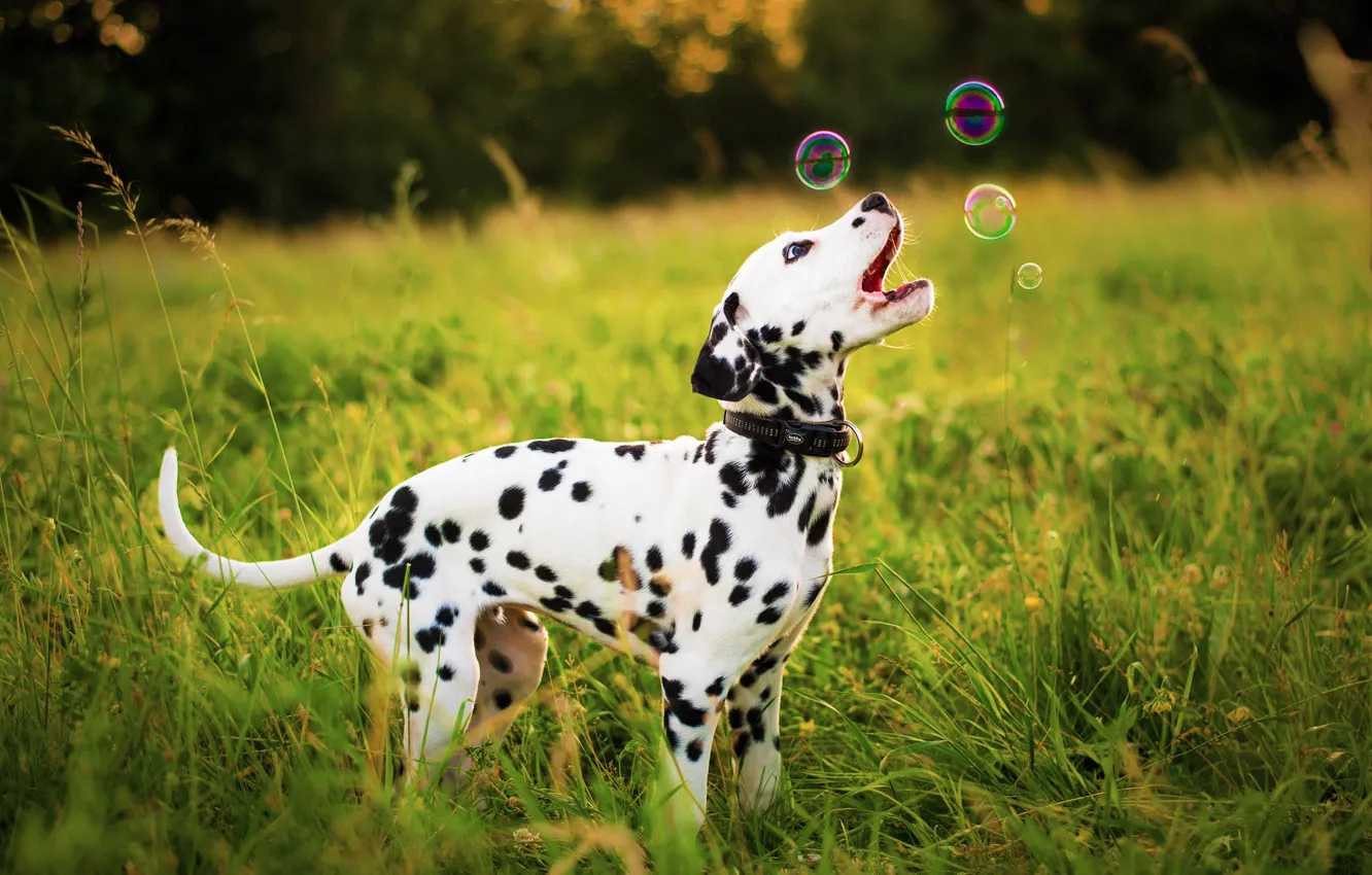 Photo wallpaper dog, bubbles, puppy