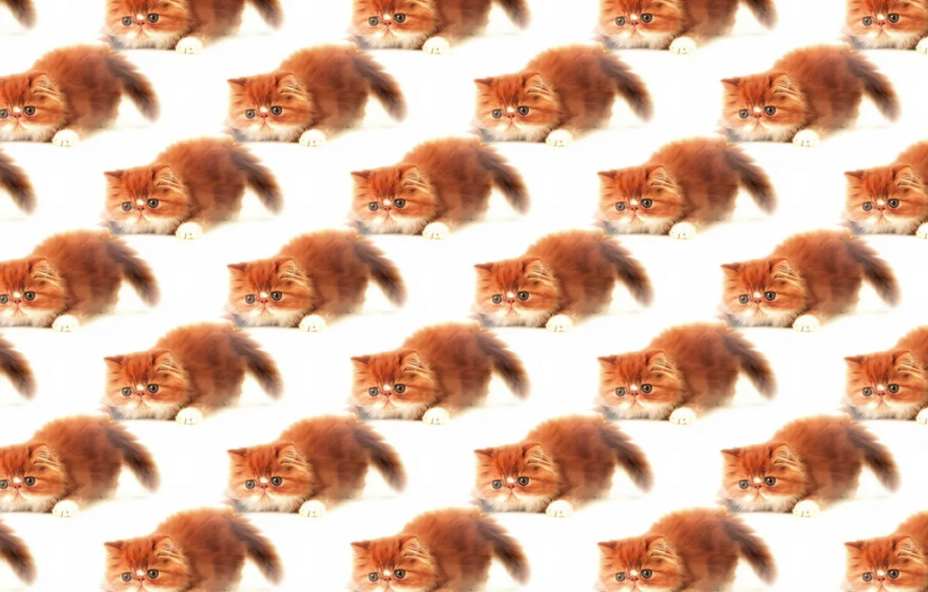 Photo wallpaper background, texture, kitty, pussy, ginger