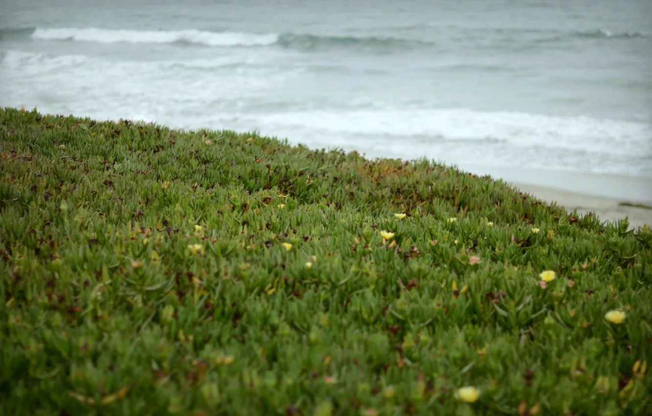 Photo wallpaper wave, grass, shore