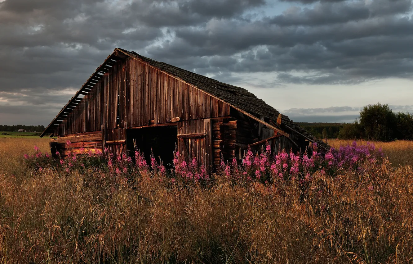 Photo wallpaper grass, flowers, home, abandoned, old