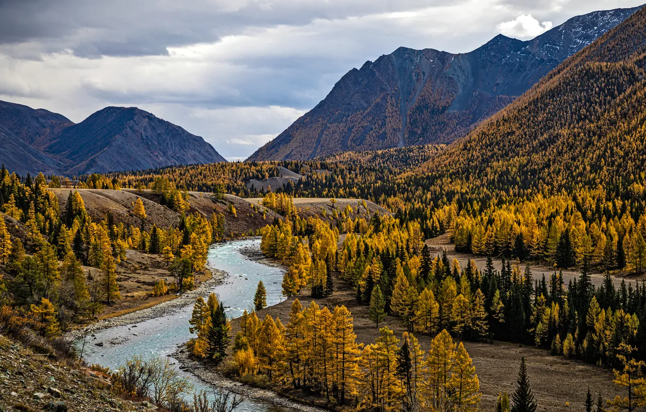 Photo wallpaper forest, river, trees, Cause