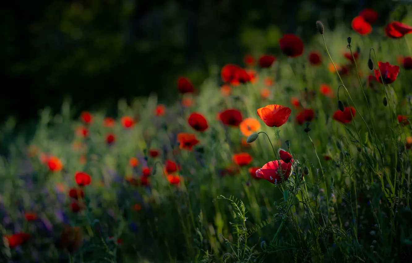 Photo wallpaper summer, flowers, blue, red, Maki, cornflowers, poppy field