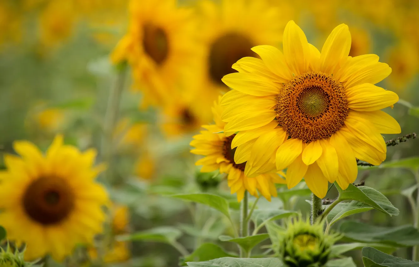 Photo wallpaper field, summer, sunflowers, flowers, yellow, bokeh