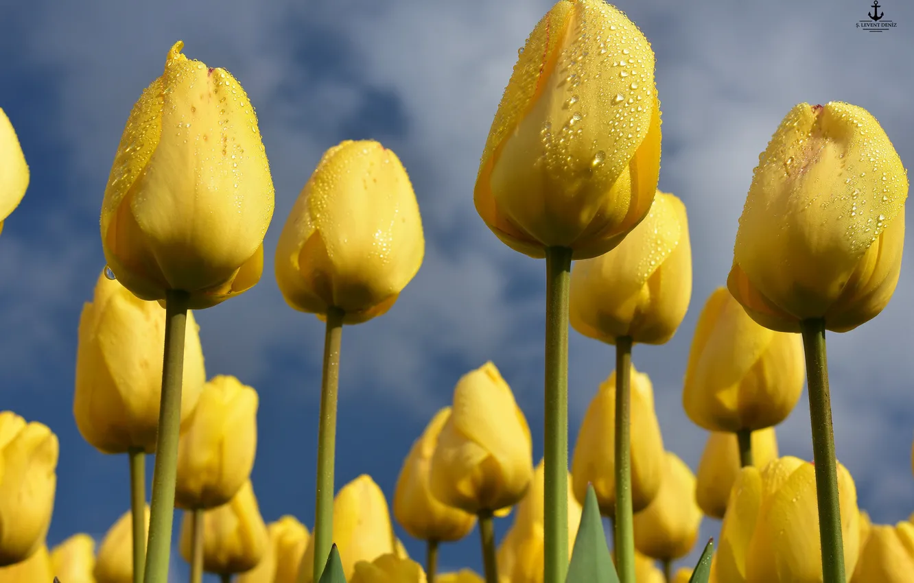 Photo wallpaper the sky, yellow, tulips, buds