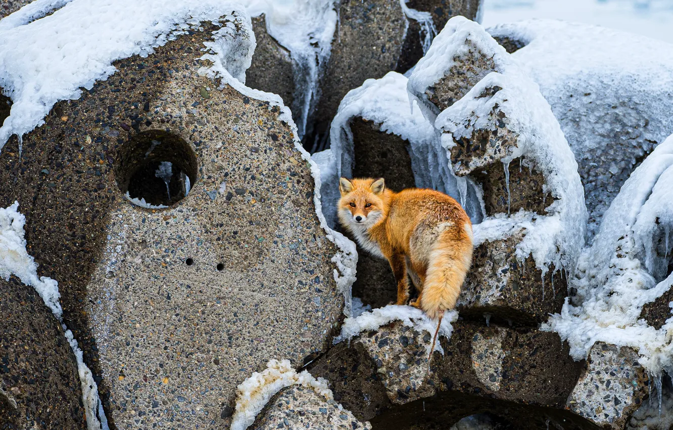 Photo wallpaper winter, snow, stones, Fox, concrete, hole