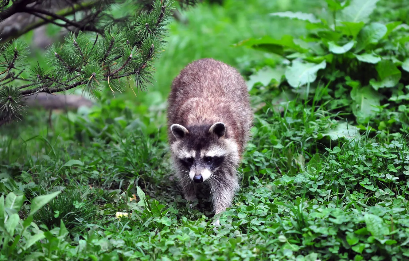 Photo wallpaper grass, branches, nature, raccoon, clover