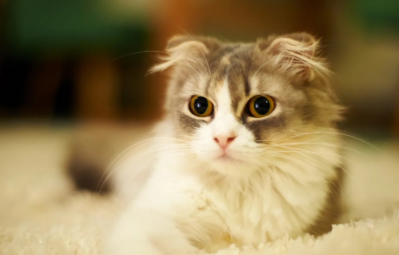 Photo wallpaper cat, look, home