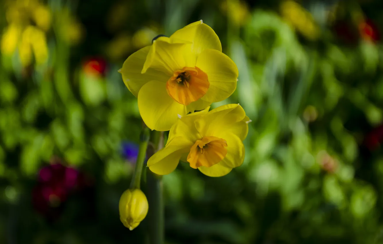 Photo wallpaper buds, daffodils, bokeh