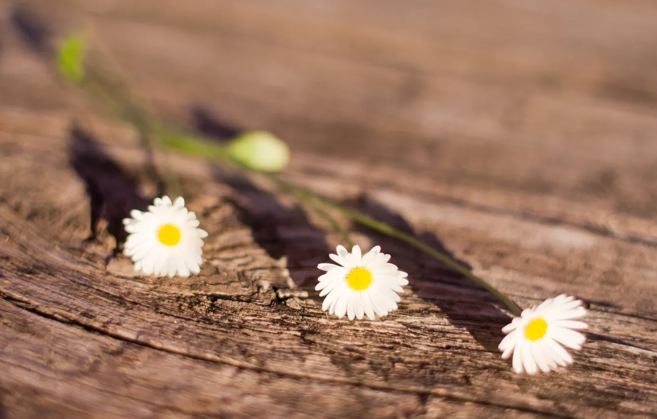 Photo wallpaper the sun, macro, flowers, chamomile, shadow