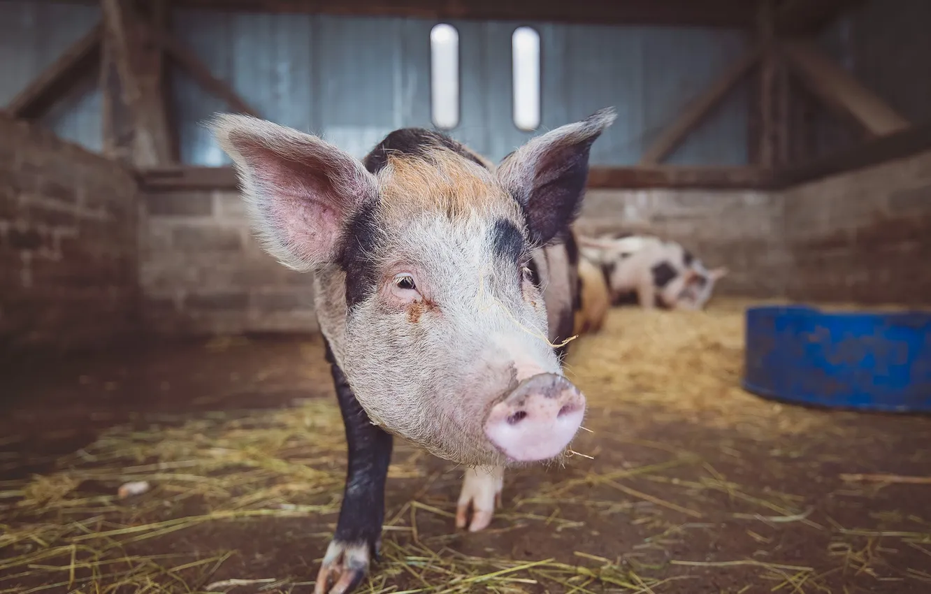 Photo wallpaper background, the barn, pig